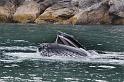 085 Seward, Kenai Fjords NP, Walvis
